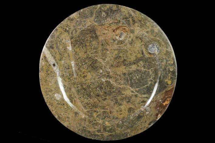 Fossil Orthoceras & Goniatite Round Plate - Stoneware #140056